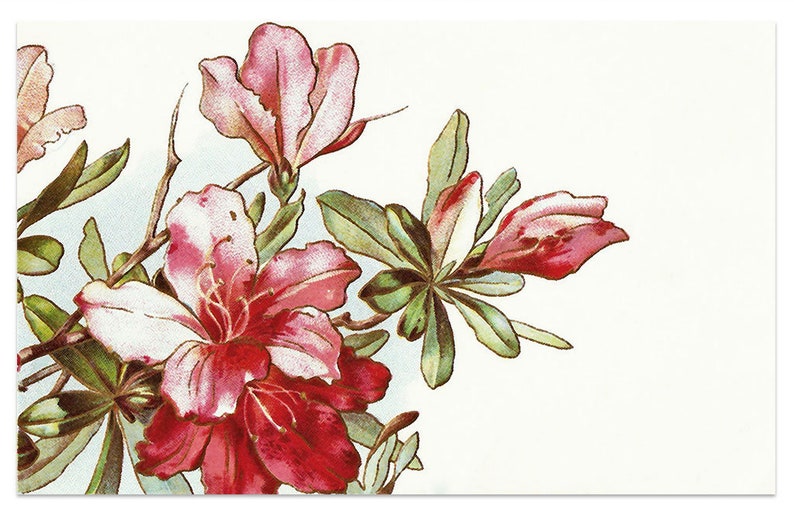 Vintage Red Flower Drawing Wallpaper Wallpaper Mural Etsy