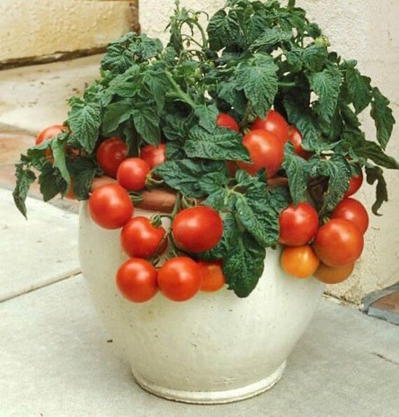 Tiny Tim Tomato Seeds Etsy Canada