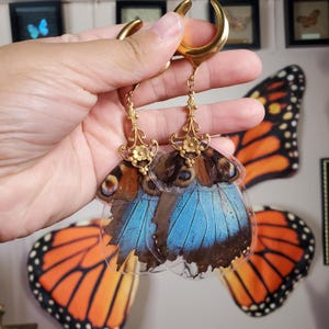 May include: A pair of gold butterfly wing earrings with a blue and brown butterfly wing design. The earrings are hanging from gold hooks.