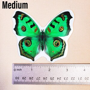 K&ouml;nnte beinhalten: Ein gr&uuml;ner Schmetterlingsaufkleber mit goldenen Akzenten und einem Lineal als Gr&ouml;&szlig;enreferenz. Der Schmetterling ist etwa 7,5 cm breit.