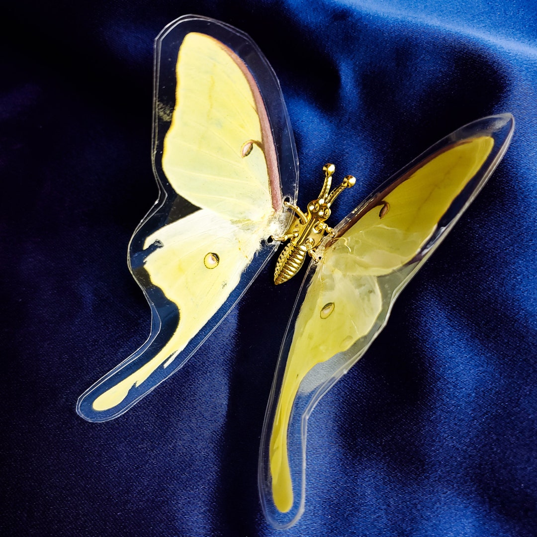 Real Butterfly Hair Clips, Y2K Butterfly Hair Clips, 90's Hair