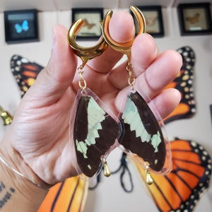 May include: A pair of gold-toned ear gauges with clear acrylic butterfly wing charms. The wings are black and green with a light green iridescent sheen.