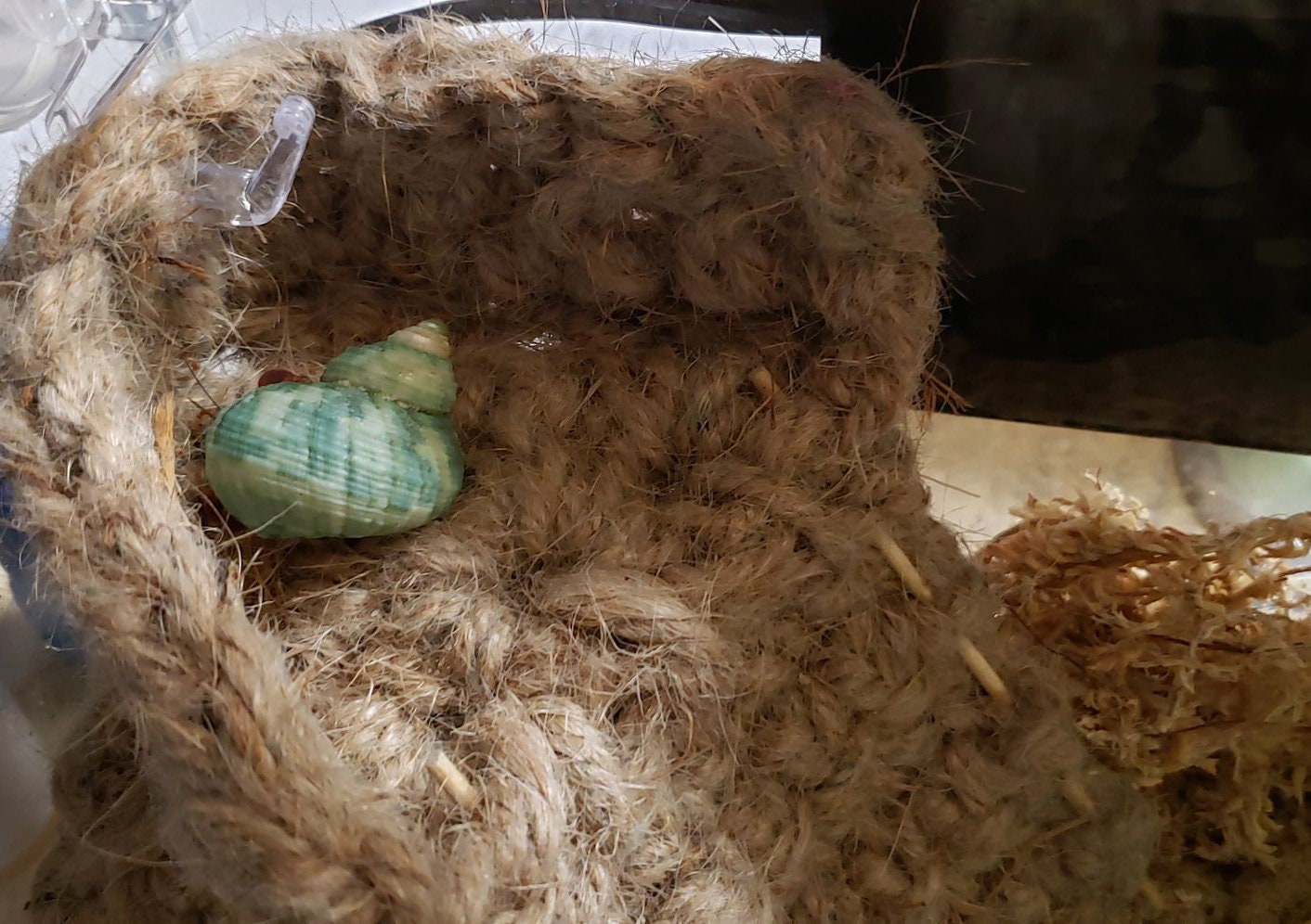 Crocheted Jute Platform for Small Hermit Crabs Corner Etsy