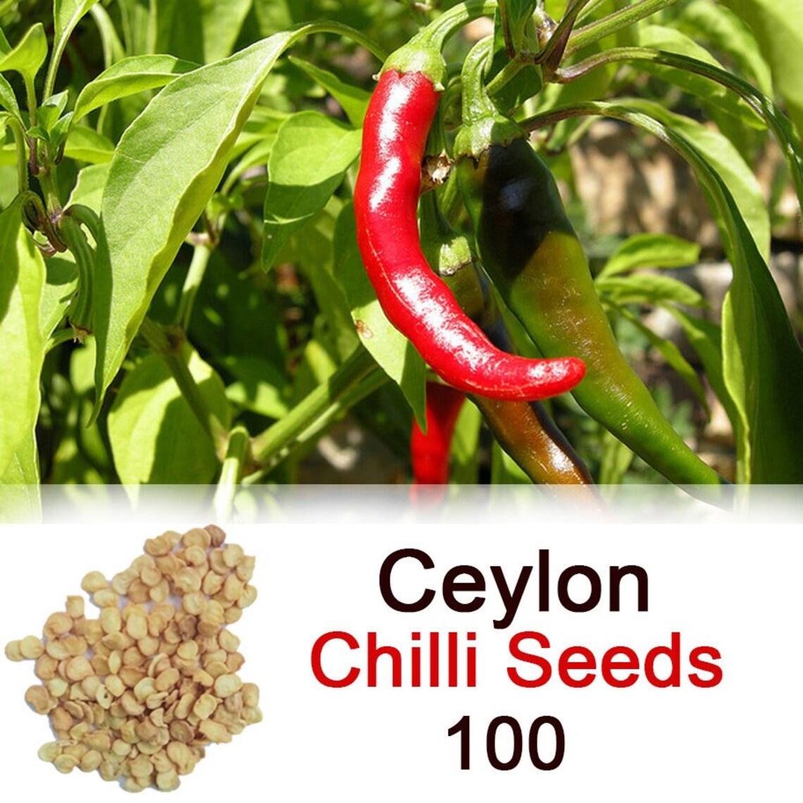 100 Green Chilli Seeds Medium HOT Long MI2 Chili Pepper Chile Etsy