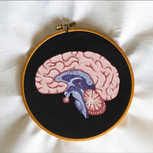 Brain, Cerebrum, Encephalon, Skull, Hospital, Doctor, Anatomy, Autopsy, Human Body, Medic - Modern Cross Stitch, Wall Art, X stitch pattern