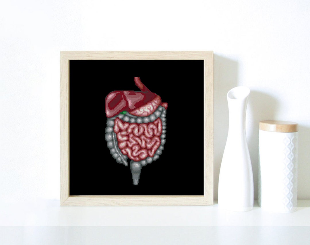 Digestive System Stomach Tract Anatomy Autopsy Doctor - Etsy