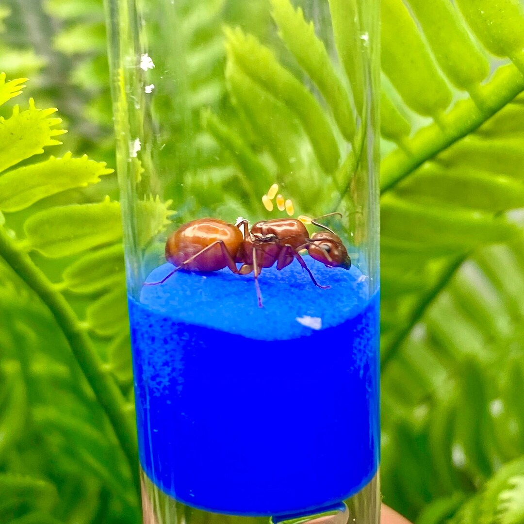 Queen Ants for Sale With Eggs Amberpure Ants GUARANTEED Etsy