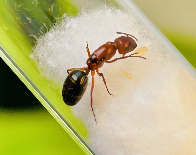 Rare Queen Ants for Sale With Eggs Easy Ruby Carpenter Ants GUARANTEED