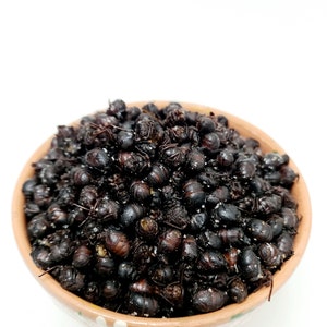 4 oz CHICATANAS  Toasted ants from OAXACA