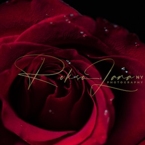 Red Rose Digital Background Overlay/ Maternity/ Photoshop