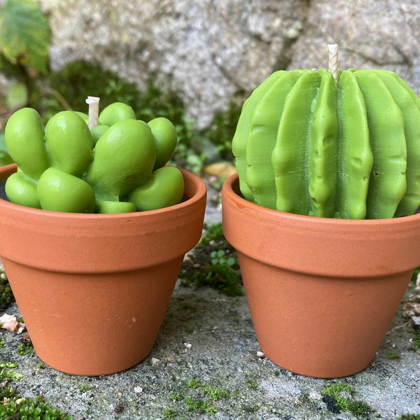 Bougies cactus