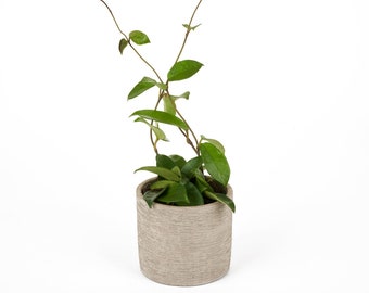 Hoya Carnosa, Wax Plant, Live Plant in 4” Pot