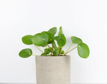 Chinese Money Plant, Pilea peperomioides Live Plant in 4" Pot