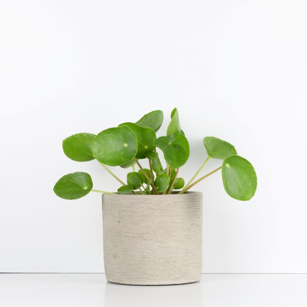 Chinese Money Plant, Pilea peperomioides Live Plant in 4" Pot