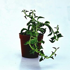 May include: A small, potted String of Dolphins succulent plant. The plant features trailing stems with green, dolphin-shaped leaves. The pot is a dark brown color, and the background is a bright white.