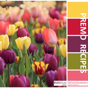 Puede incluir: Una imagen de primer plano de un campo de tulipanes coloridos en tonos de amarillo, rosa, rojo y morado. La imagen está acompañada de una paleta de colores con el texto "PREMO RECIPES".