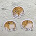 Rain Frog Vinyl Sticker | Desert Rain Frog, Common Rain Frog Stickers, Cute Frogs