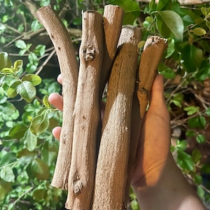 Vencedor Stick&#39;s | Palo de Vencedor | Fresh Vencedor | Palo de Limpieza