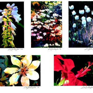 IMAGES ORIGINALES, assortiment de 5 cartes de 4x6 pouces. photos sur 5 x7in. cartes de vœux signées, enveloppes incluses.