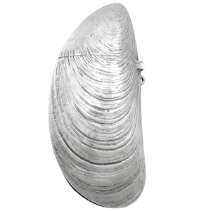 French Silver &#39;Mussel&#39; Vesta Case - Antique Circa 1890