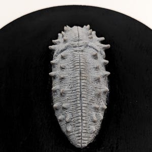 Handmade trilobite fossil creature  beatle gothic wall decor macabre sculpture fantasy polymer clay monster horror weird oddities SCI-FI