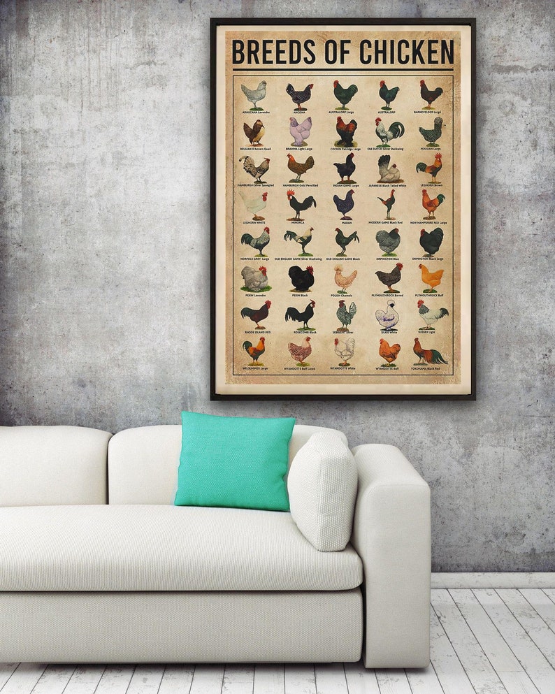 Breeds of Chickens Knowledge Chicken Owner Poster Wall Etsy