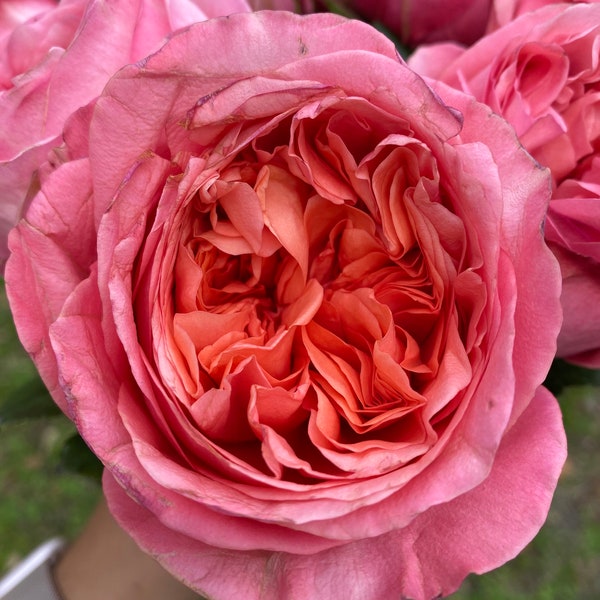 Deep Xpression florist garden rose (SHIPPING NOW)