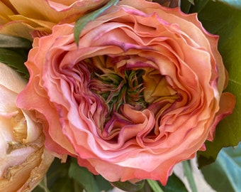 Houdini florist garden rose (SHIPPING NOW)