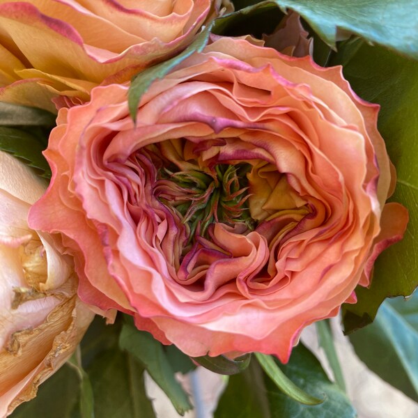 Houdini florist garden rose (SHIPPING NOW)