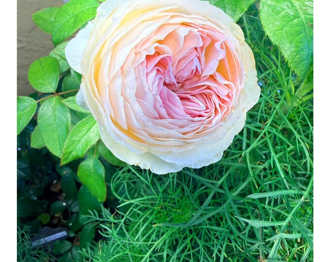 Live Rse Lorena Summerhouse Live Rose Bush - Etsy