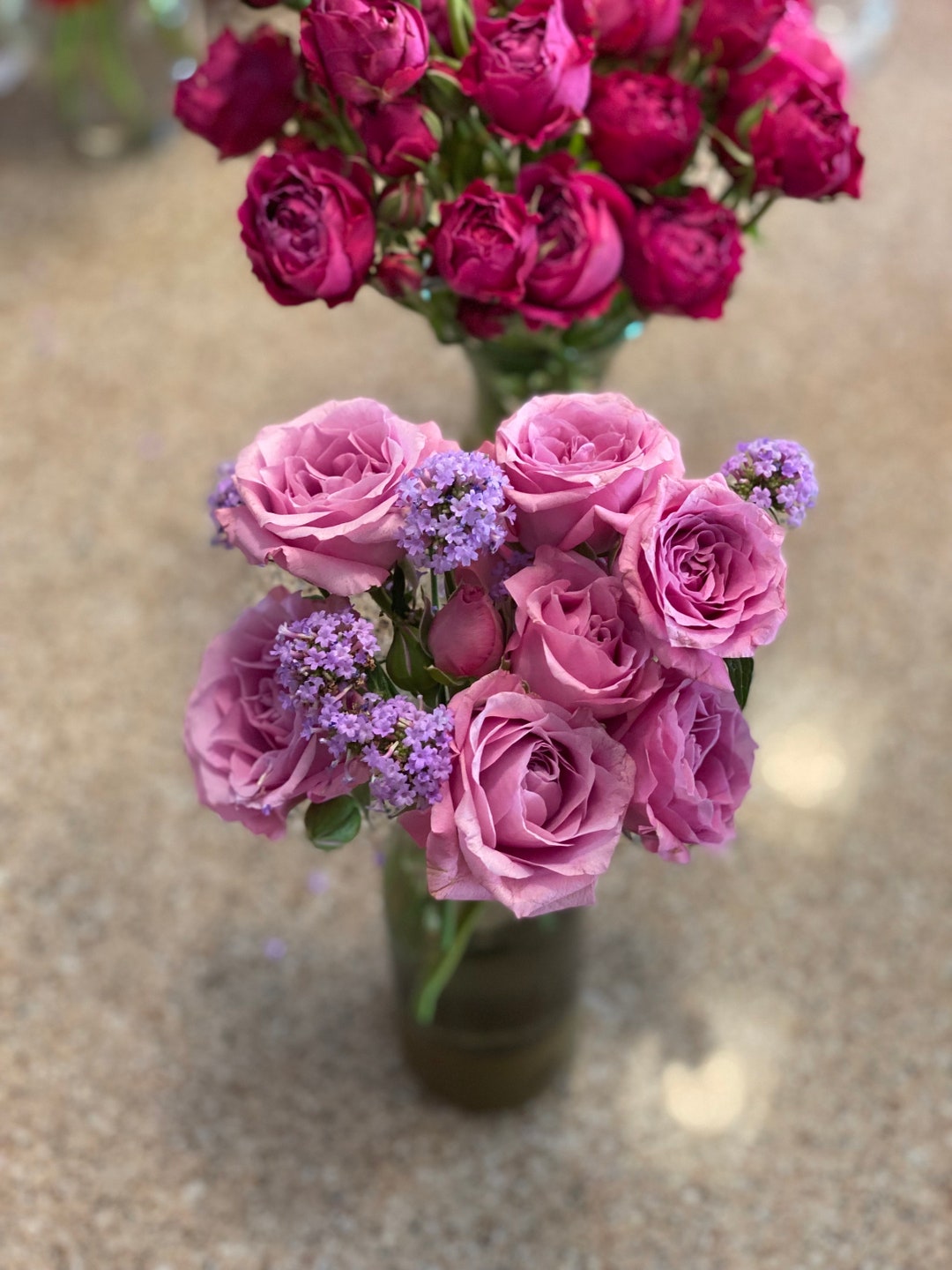 Lilac Pink Spray Rose Bush Etsy