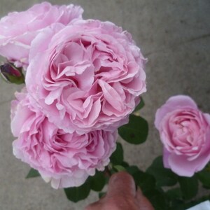 Soeur Emmanuel French garden rose (NOW SHIPPING)
