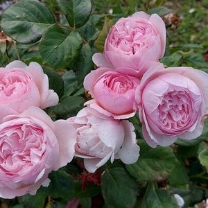 Geoff Hamilton English rose (SHIPPING NOW)