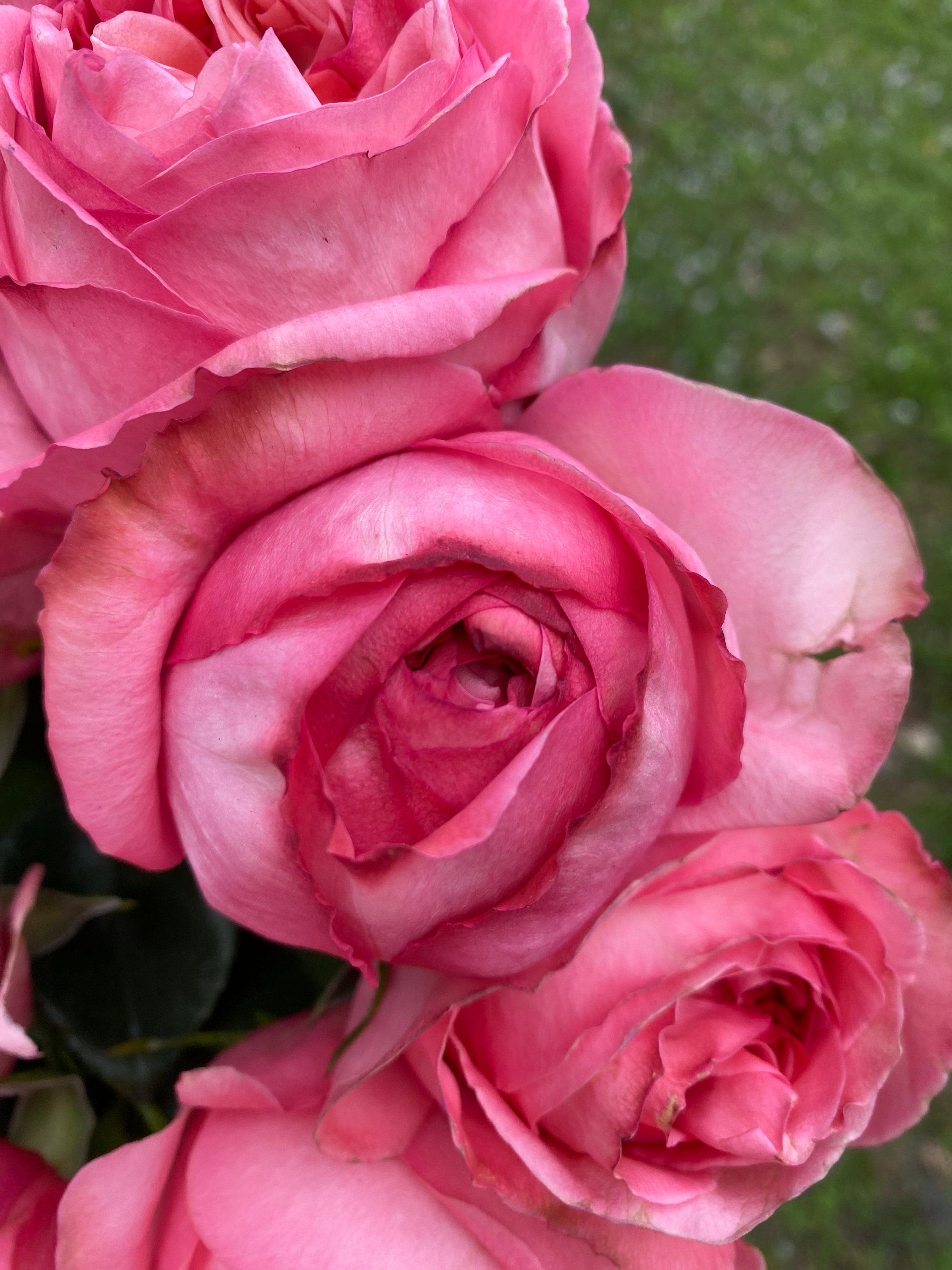 Deep Xpression Florist Garden Rose SHIPPING NOW - Etsy