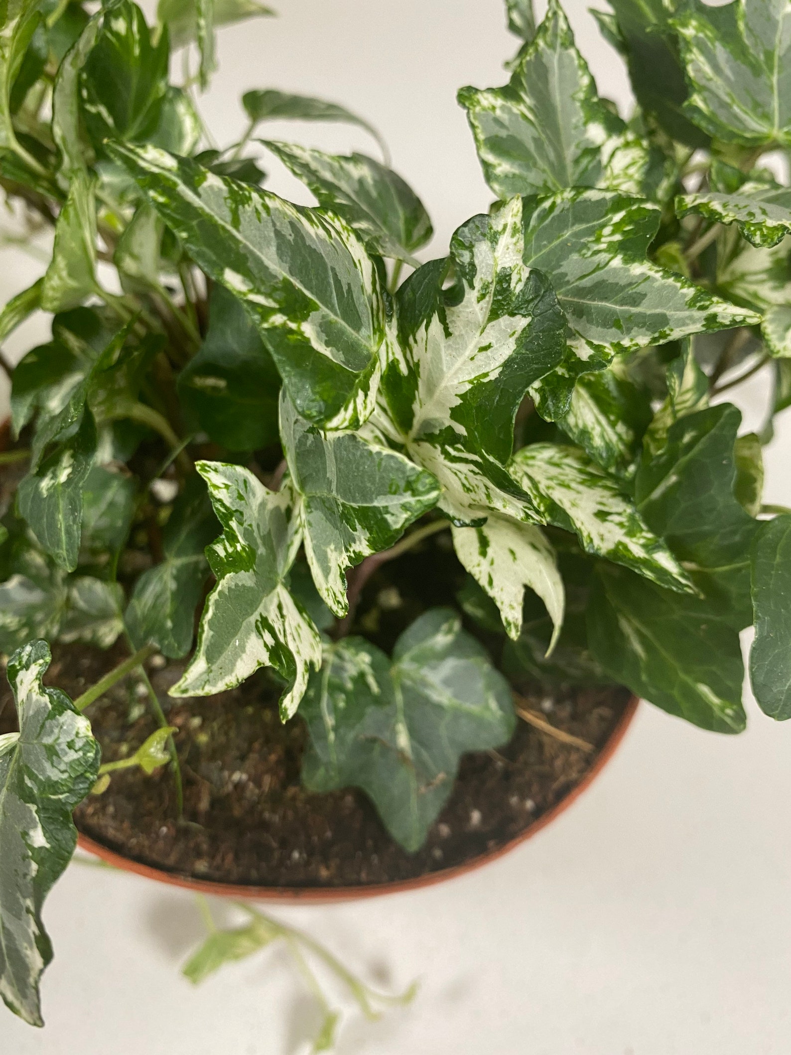 Variegated English Ivy in 12cm Pot Rare House Plants UK Etsy