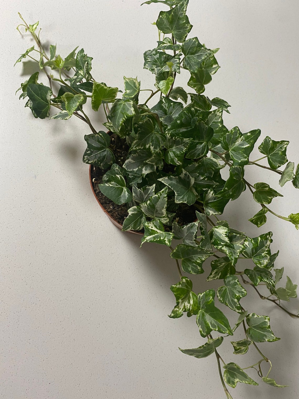 Variegated English Ivy in 12cm Pot Rare House Plants UK Etsy
