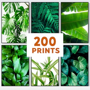 Set of 200 Botanical Wall Art Print, Leaf Print, Botanical Room Decor, Monstera Leaf Print Set, Tropical Palm Leaf, Tropical Plants Print