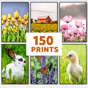 Peut inclure: Six impressions encadrées présentant des scènes de la nature. Les images incluent des tulipes jaunes, une grange rouge dans un champ de fleurs jaunes, des cosmos roses, un lapin blanc, des papillons monarques sur de la lavande et un poussin. Le texte "150 PRINTS" est au centre.