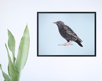 Starling Print Blue Greenish