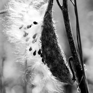 Milkweed Plant Photograph