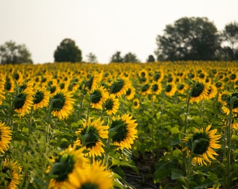 Sunflower Field Photograph