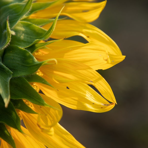 Sunflower Macro Photography