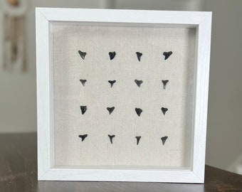 Fossilized Shark Teeth in a Wooden 9"x9" Shadow Box
