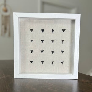 Fossilized Shark Teeth in a Wooden 9"x9" Shadow Box