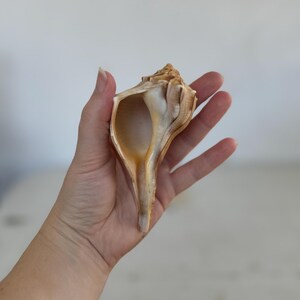 May include: A large, brown seashell with a pointed tip and a smooth, white interior. The shell is held in a hand, showing its intricate details.