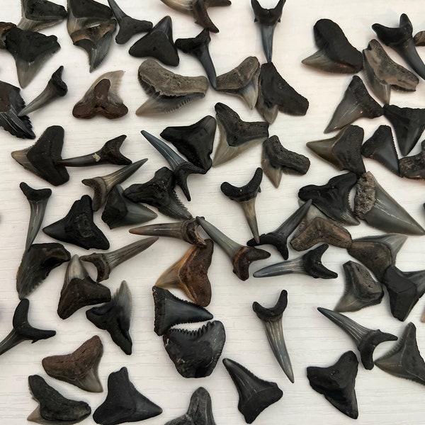 Fossilized Shark Teeth- Assortment of 12