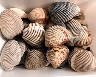 May include: A collection of seashells in various shades of brown, gray, and white. The shells are arranged in a pile, with some overlapping. The shells are all closed, and they have a smooth, polished surface.
