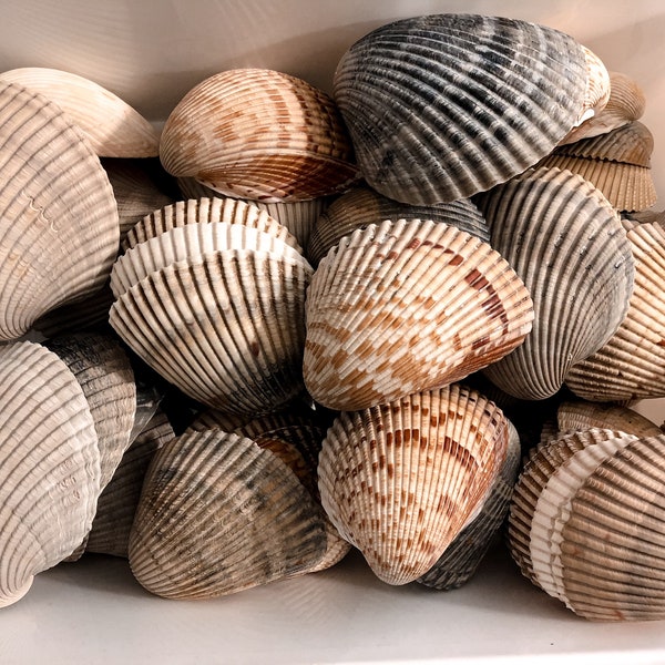 Atlantic Cockle Shells - Set of 6