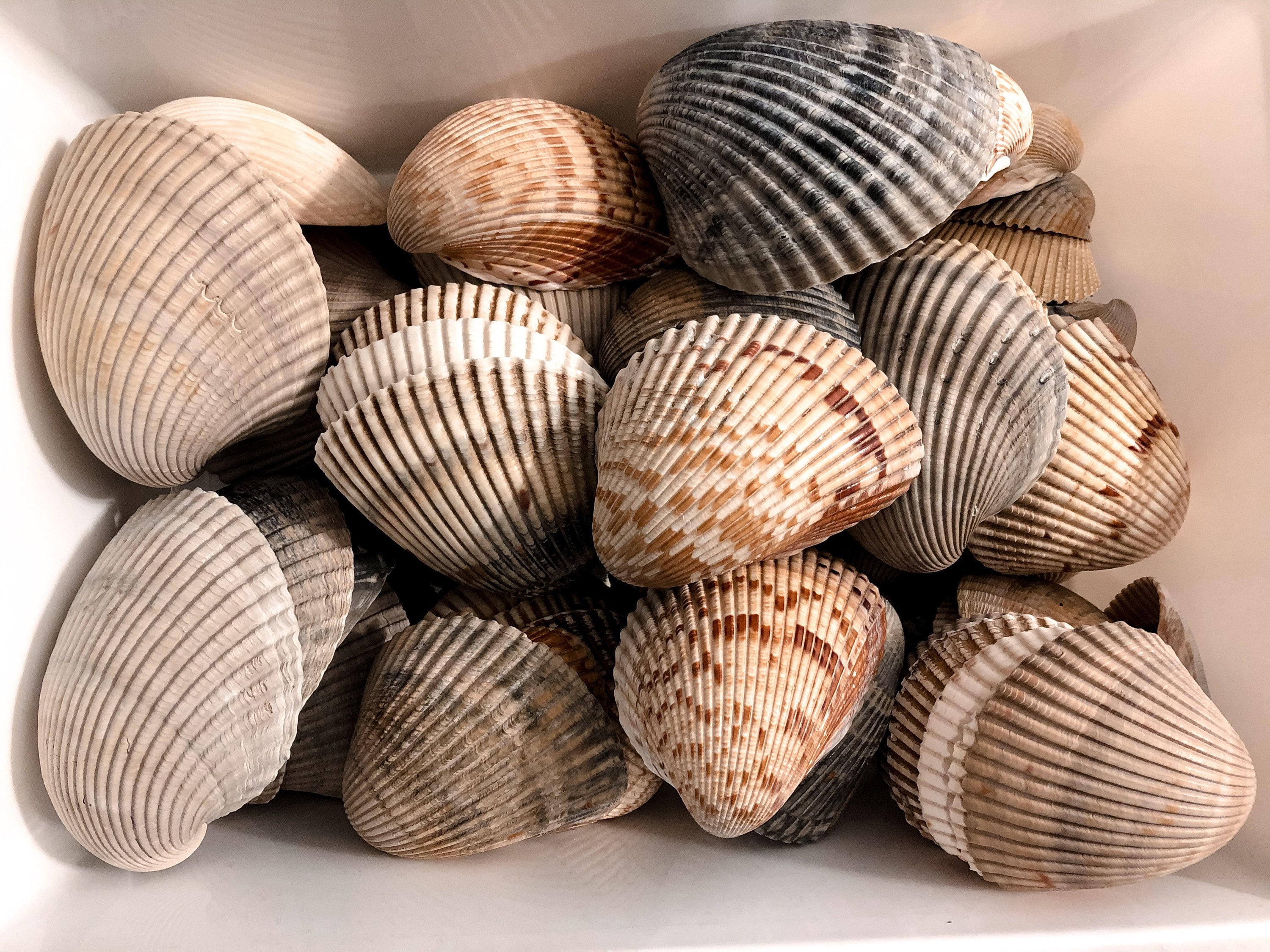 Atlantic Glant Cockle. Ocean Shells. Beach Shells. Decor for Marine  Aquariums, Interiors, Shell Showcases, Shells for Home, Large Shells. 