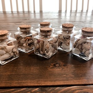 Florida Seashells in a Small Glass Jar